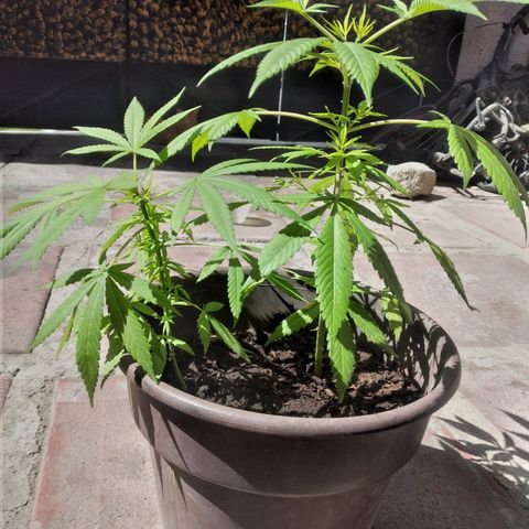 Panteonera kush growlog timeline photo