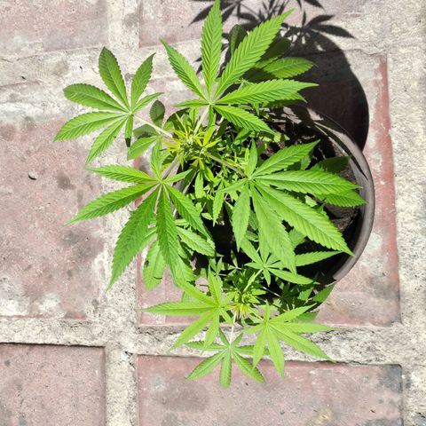 Panteonera kush growlog timeline photo