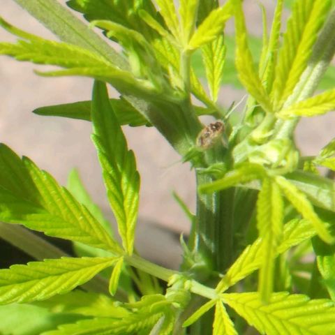 Panteonera kush growlog photo: Primeras flores