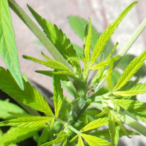 Panteonera kush growlog photo: Primeras flores