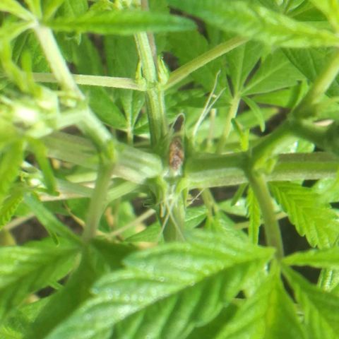 Panteonera kush growlog timeline photo