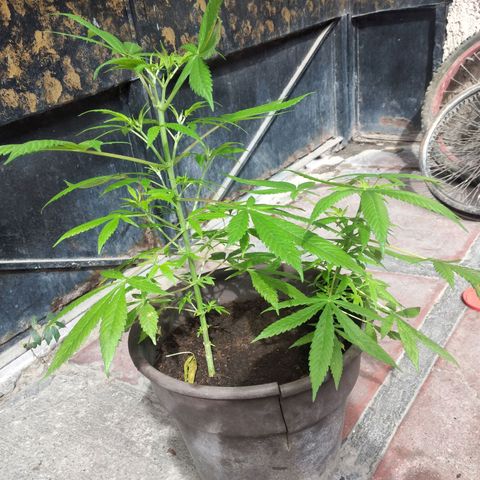 Panteonera kush growlog timeline photo