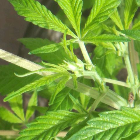 Panteonera kush growlog timeline photo