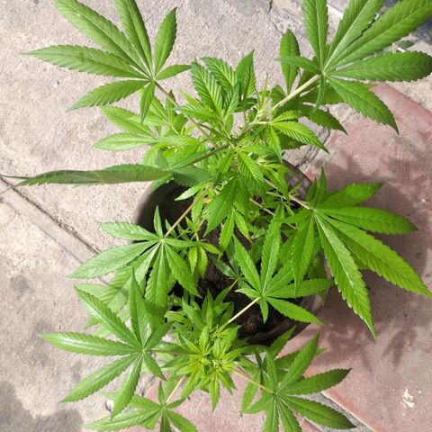 Panteonera kush growlog timeline photo