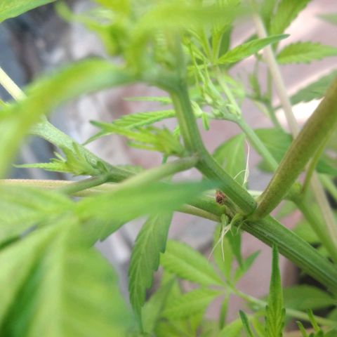 Panteonera kush growlog timeline photo