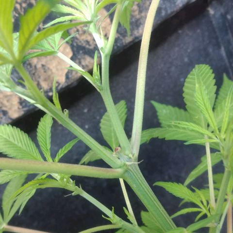 Panteonera kush growlog timeline photo