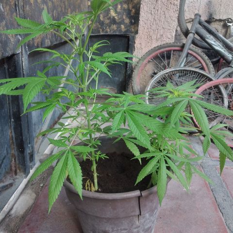 Panteonera kush growlog timeline photo