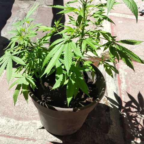 Panteonera kush growlog timeline photo