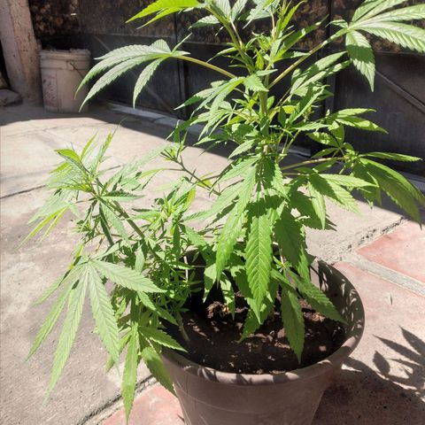 Panteonera kush growlog timeline photo