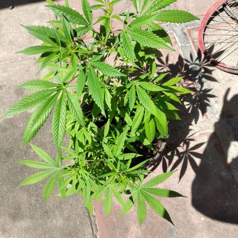Panteonera kush growlog timeline photo