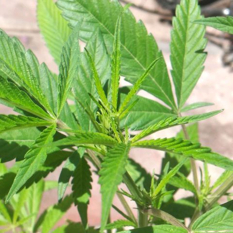 Panteonera kush growlog timeline photo