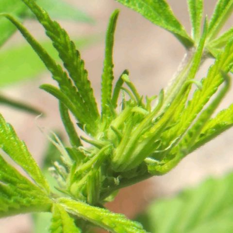 Panteonera kush growlog timeline photo