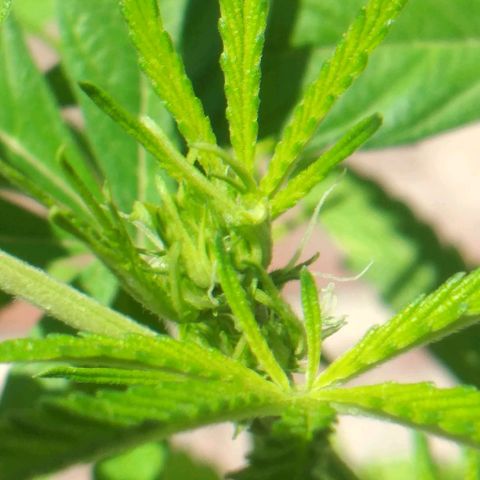 Panteonera kush growlog timeline photo
