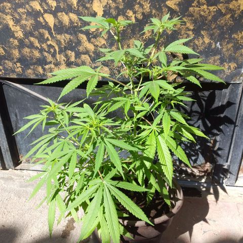 Panteonera kush growlog timeline photo
