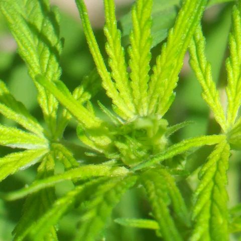 Panteonera kush growlog timeline photo