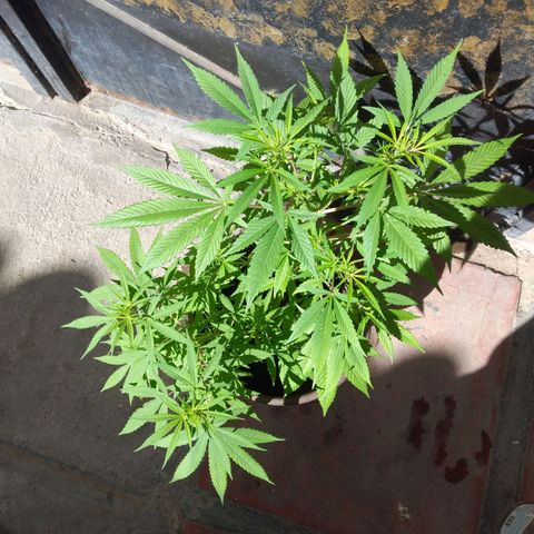 Panteonera kush growlog timeline photo