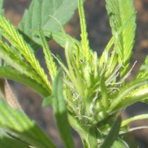 Panteonera kush growlog timeline photo