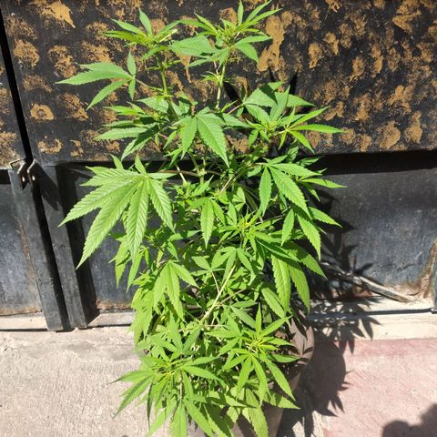 Panteonera kush growlog timeline photo