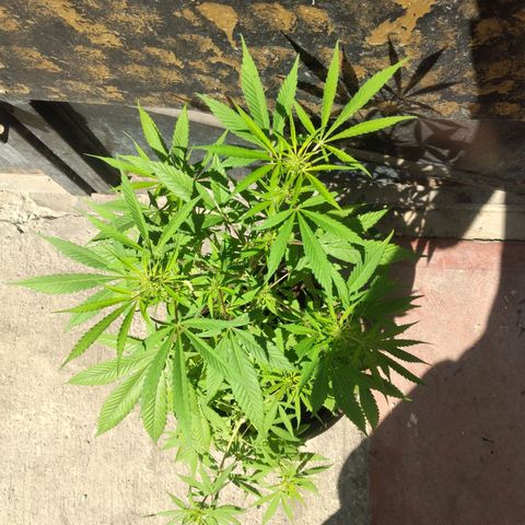 Panteonera kush growlog timeline photo