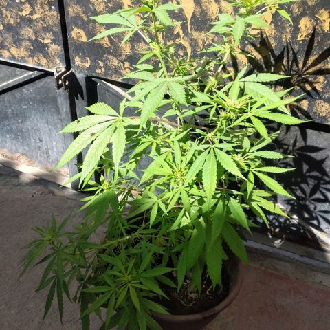 Panteonera kush growlog timeline photo