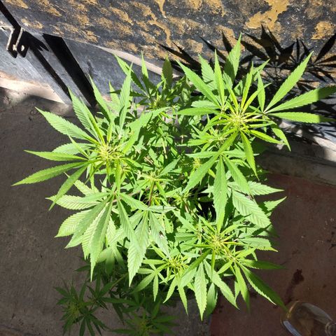 Panteonera kush growlog timeline photo