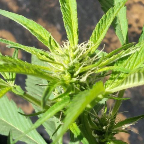 Panteonera kush growlog timeline photo