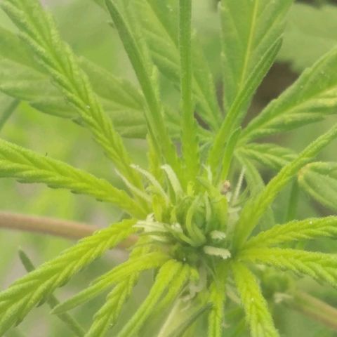 Panteonera kush growlog photo: Flores de la pequeña