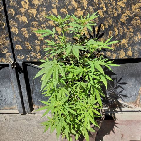 Panteonera kush growlog timeline photo