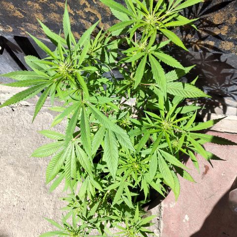 Panteonera kush growlog timeline photo