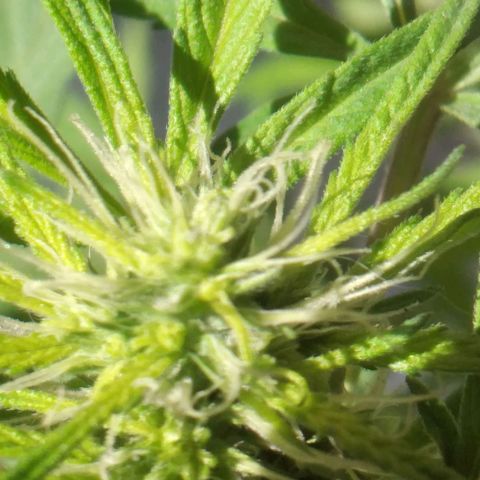 Panteonera kush growlog timeline photo