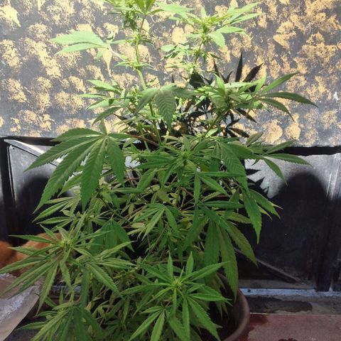 Panteonera kush growlog timeline photo