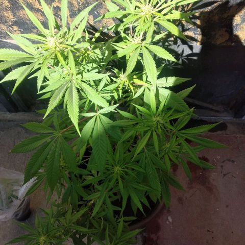 Panteonera kush growlog timeline photo