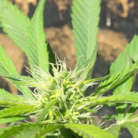 Panteonera kush growlog timeline photo