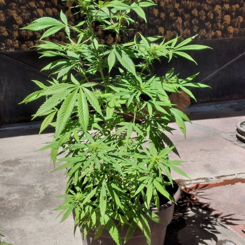 Panteonera kush growlog timeline photo