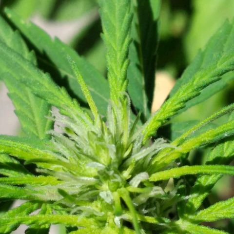 Panteonera kush growlog timeline photo