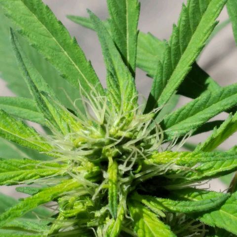 Panteonera kush growlog timeline photo