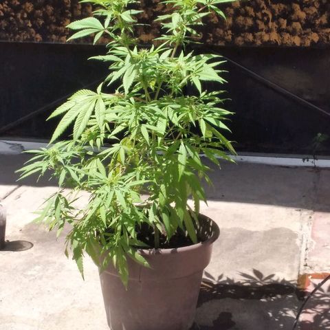 Panteonera kush growlog timeline photo
