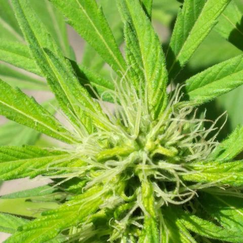 Panteonera kush growlog timeline photo