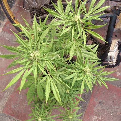 Panteonera kush growlog timeline photo