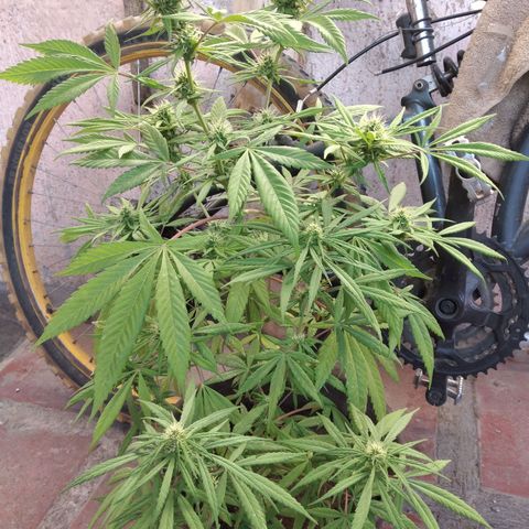 Panteonera kush growlog timeline photo