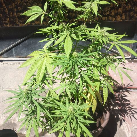 Panteonera kush growlog timeline photo
