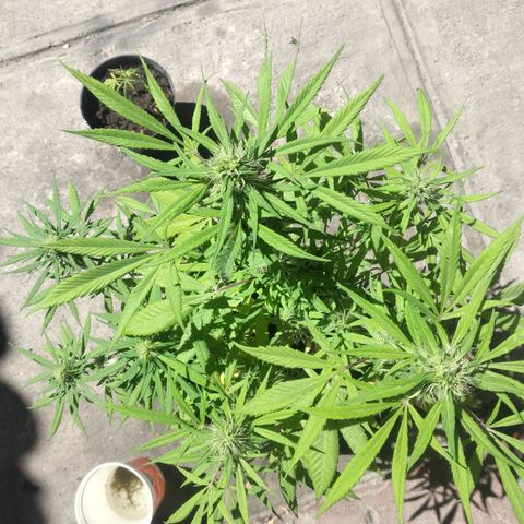 Panteonera kush growlog timeline photo