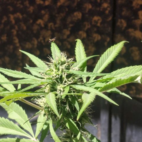 Panteonera kush growlog timeline photo
