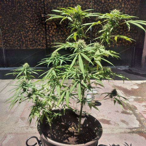 Panteonera kush growlog timeline photo