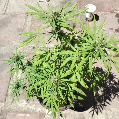 Panteonera kush growlog timeline photo