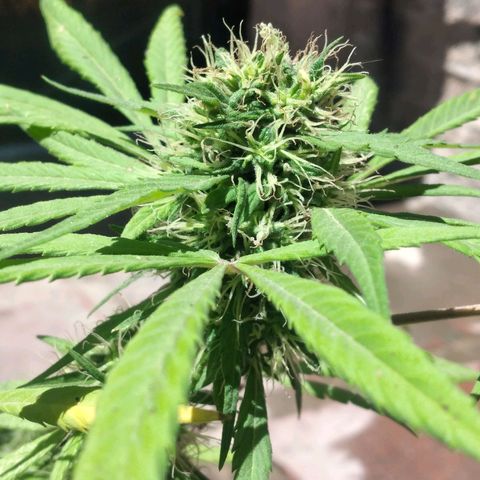 Panteonera kush growlog timeline photo