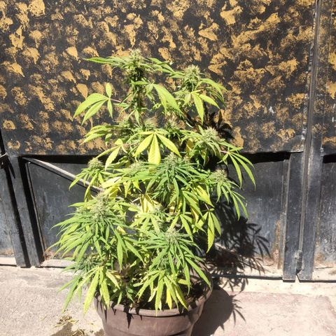 Panteonera kush growlog photo: Va muy bien y la estoy regando todos los dias con la agua suficiente 
