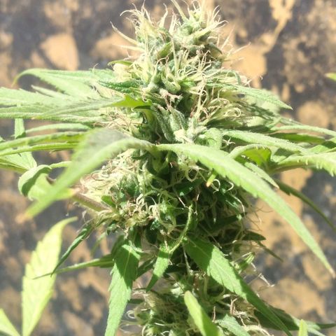 Panteonera kush growlog photo: Va muy bien y la estoy regando todos los dias con la agua suficiente 