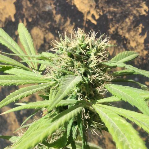 Panteonera kush growlog photo: Va muy bien y la estoy regando todos los dias con la agua suficiente 