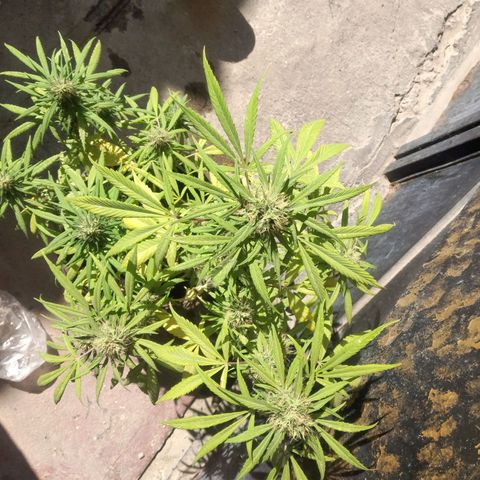 Panteonera kush growlog photo: Va muy bien y la estoy regando todos los dias con la agua suficiente 
